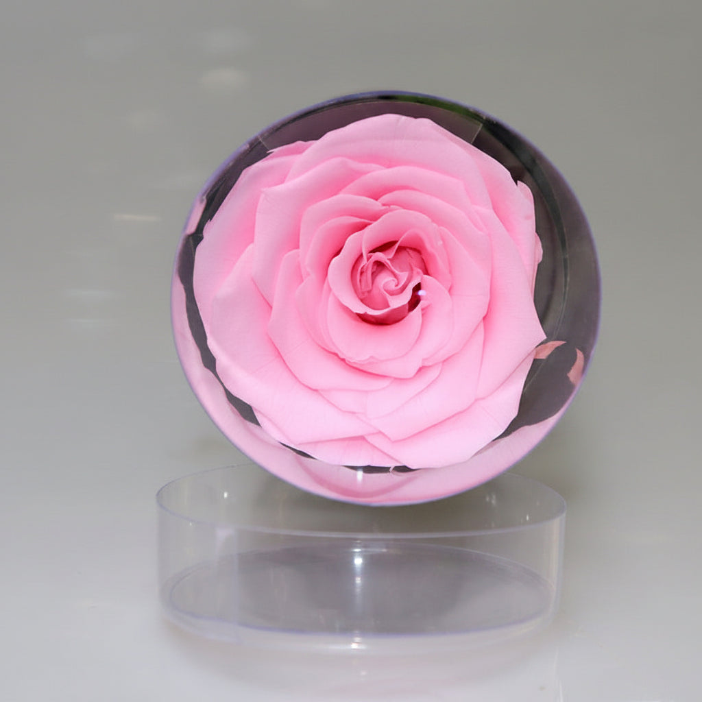 	Rose éternelle dans cylindre décoratif – coloris Rose | Les Roses De Lola-tête