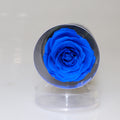 Rose éternelle dans cylindre décoratif – coloris Bleu | Les Roses De Lola- tête