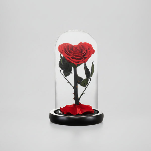 Rose éternelle rouge préservée sous dôme en verre – Les Roses De Lola