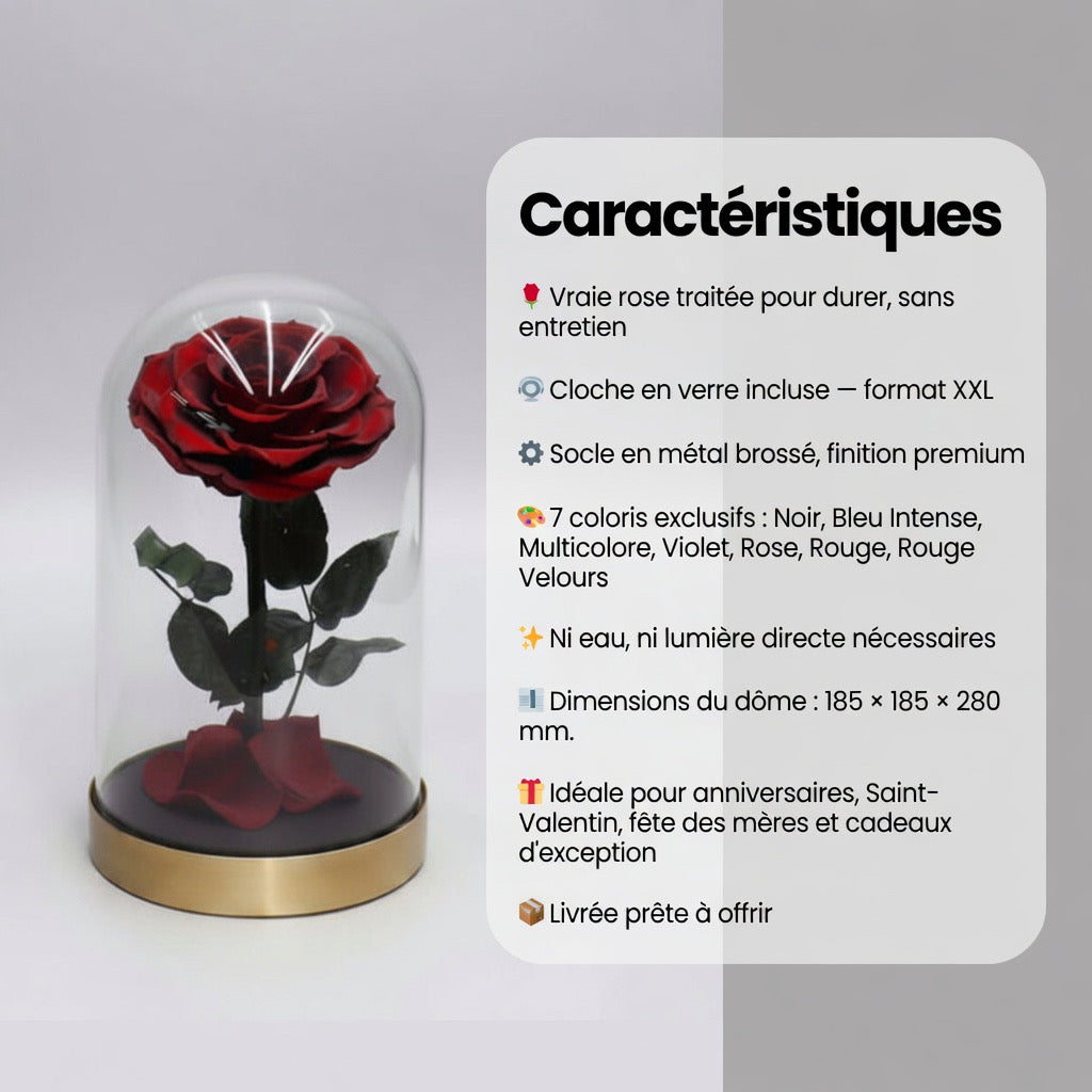 Rose Éternelle Grand Format sous Cloche — Socle Métal