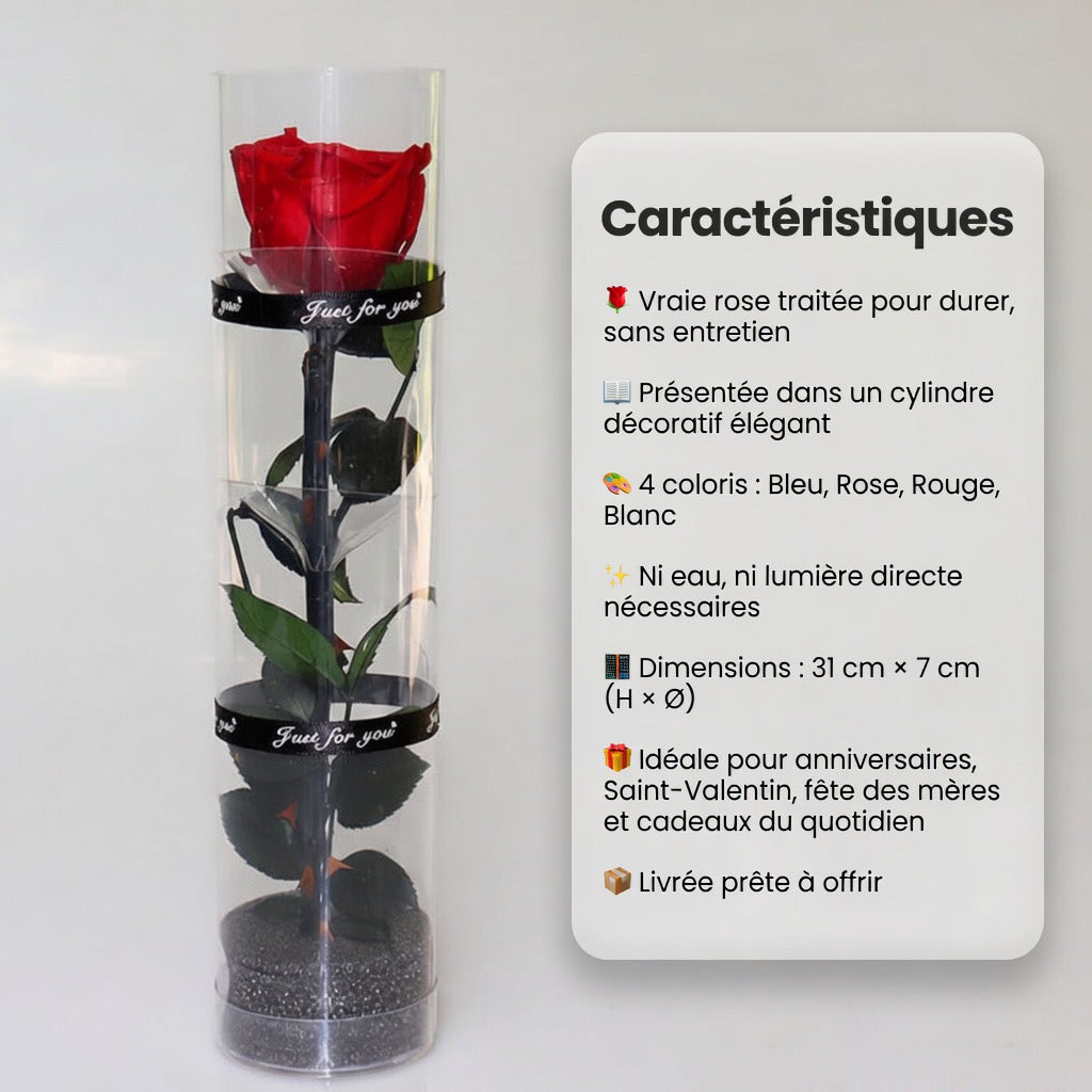 Rose Éternelle dans Cylindre Décoratif