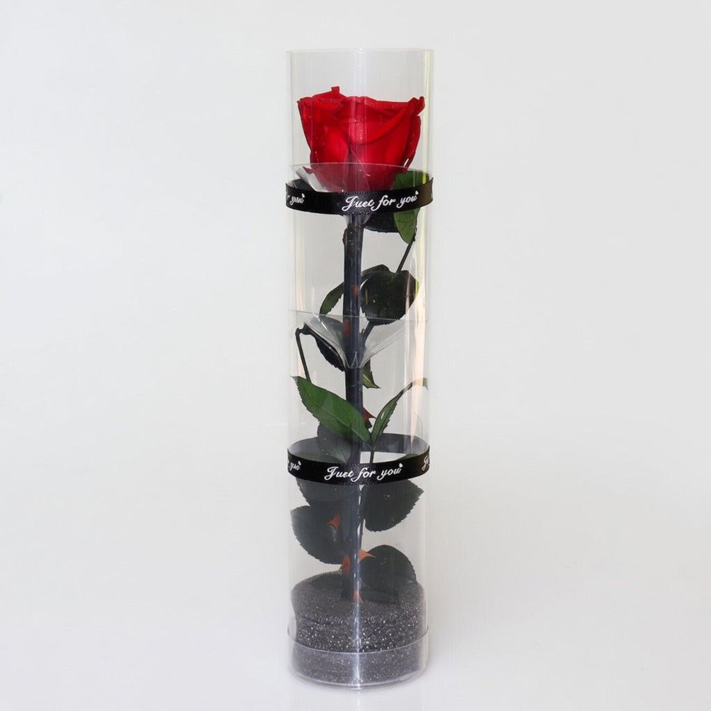 Rose éternelle dans cylindre décoratif – coloris Rouge | Les Roses De Lola