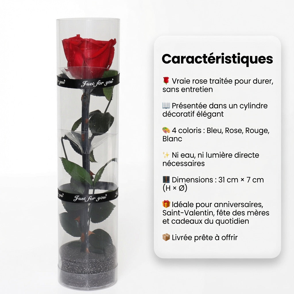 Rose éternelle dans cylindre décoratif – coloris Rouge | Les Roses De Lola- caractéristiques