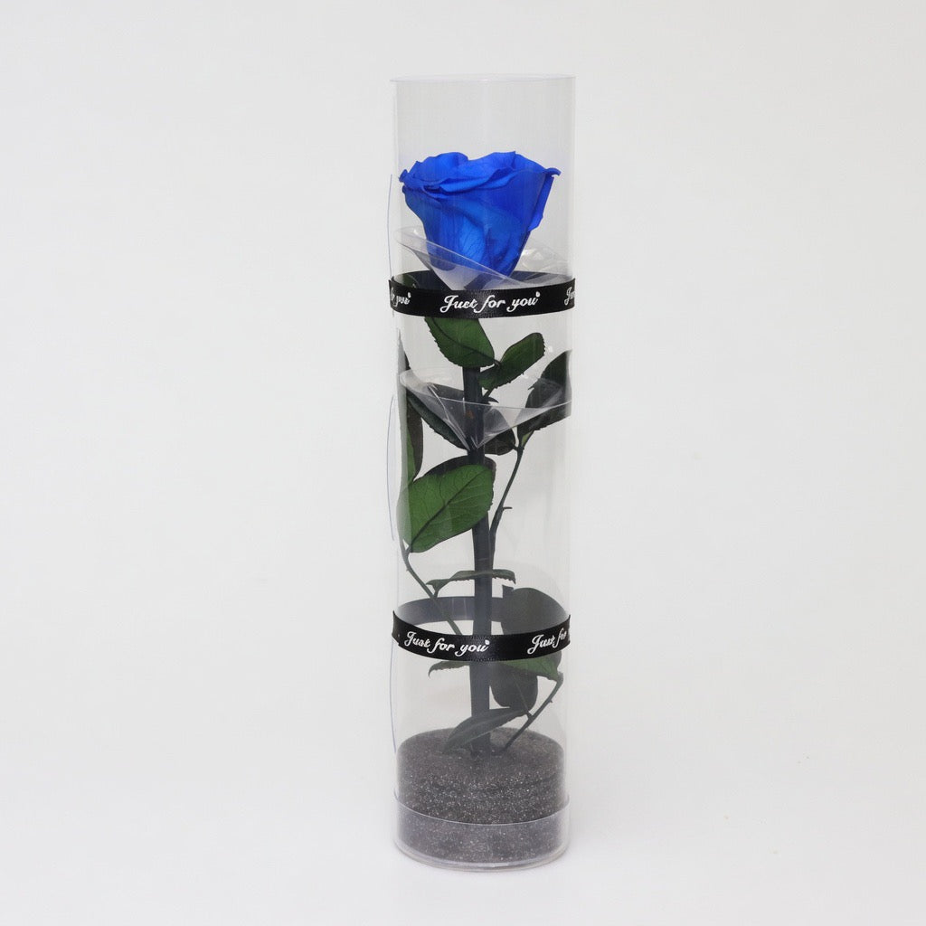 Rose éternelle dans cylindre décoratif – coloris Bleu | Les Roses De Lola