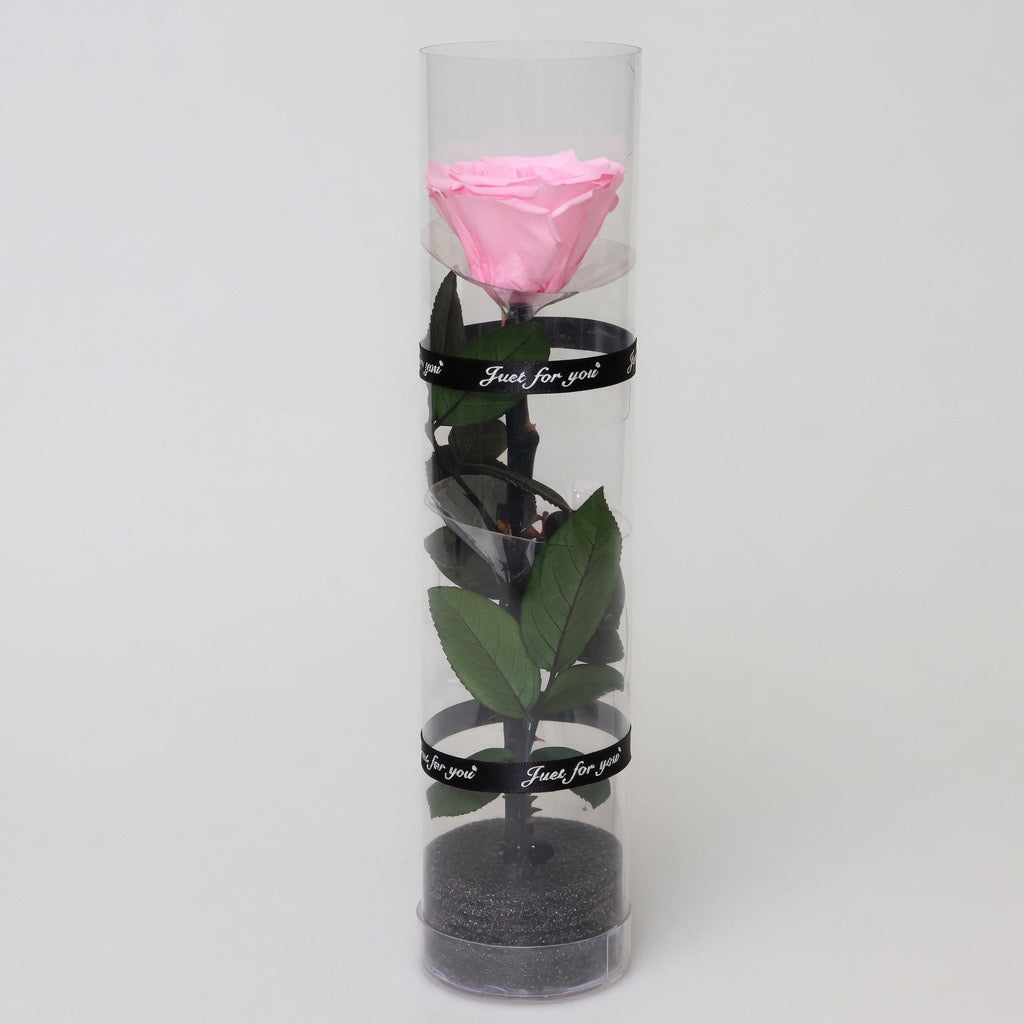 Rose éternelle dans cylindre décoratif – coloris Rose | Les Roses De Lola