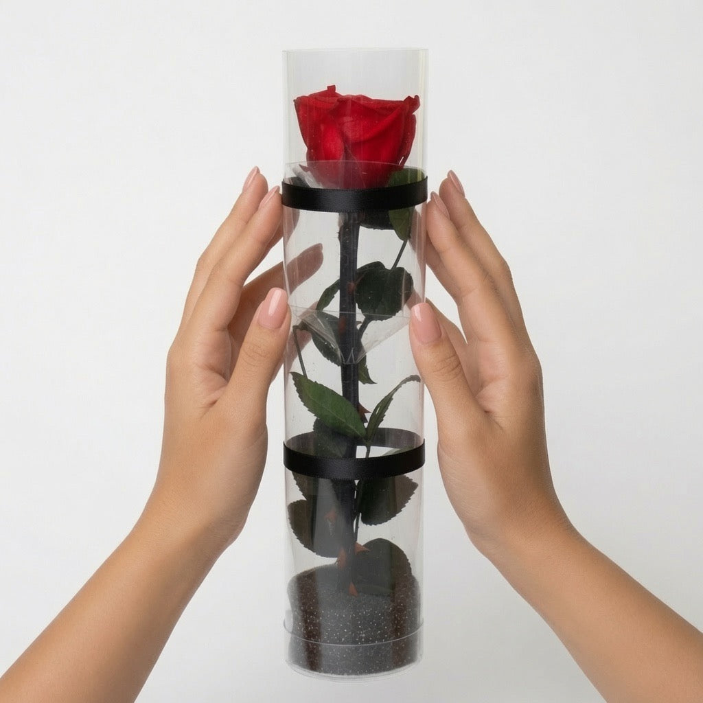 ose éternelle dans cylindre décoratif – coloris Rouge | Les Roses De Lola- présentation