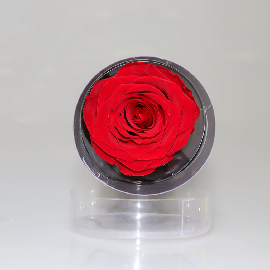 Rose éternelle dans cylindre décoratif – coloris Rouge | Les Roses De Lola-tête