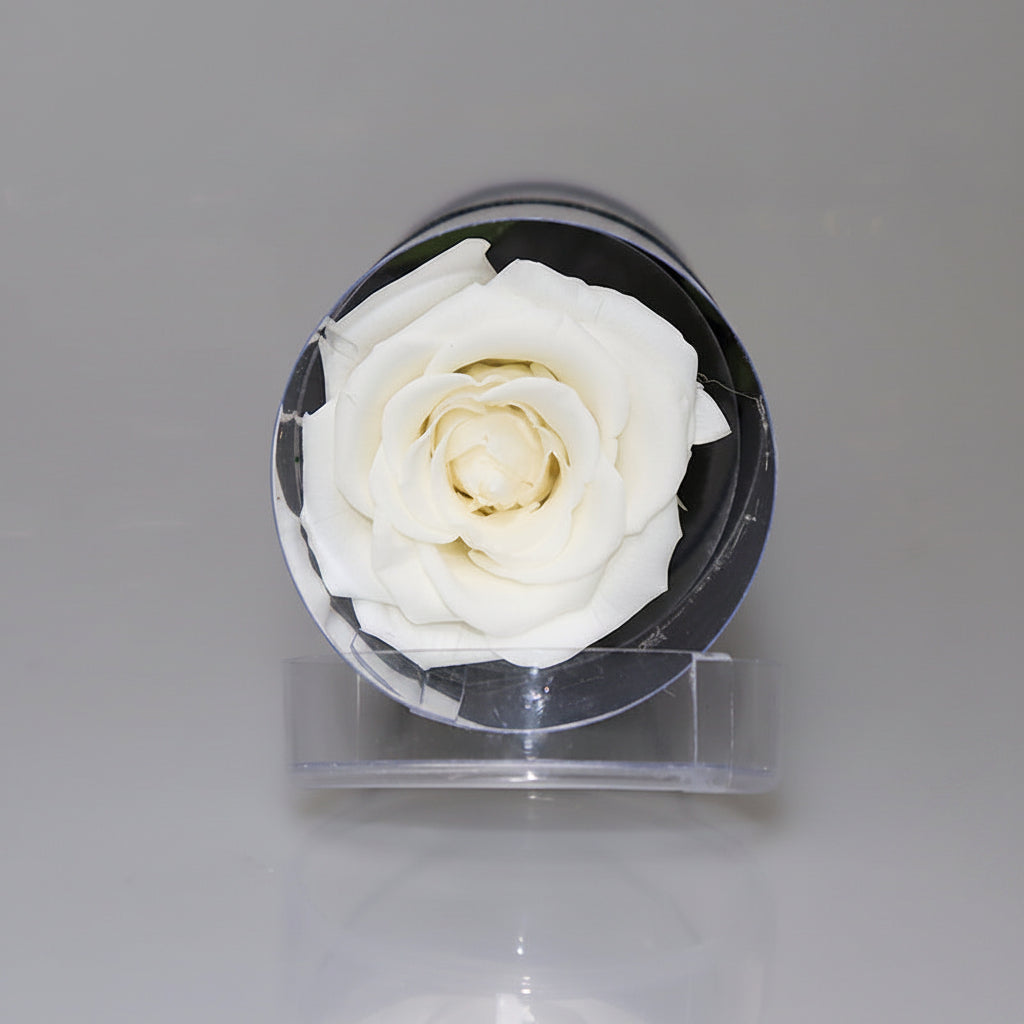 Rose éternelle dans cylindre décoratif – coloris Blanc | Les Roses De Lola
tête